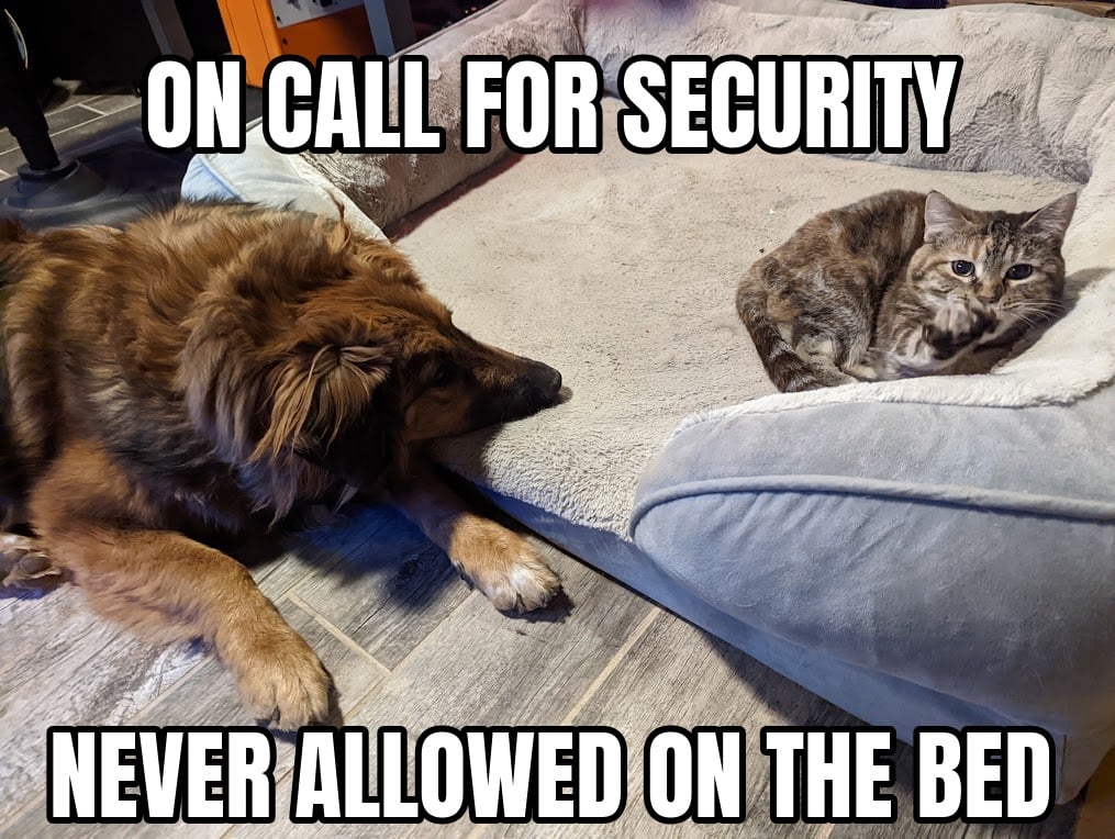 A large fluffy brown dog lying on the floor with his chin resting on the edge of a dog bed while a small tortoiseshell cat sits curled up inside it, captioned ON CALL FOR SECURITY above and NEVER ALLOWED ON THE BED below