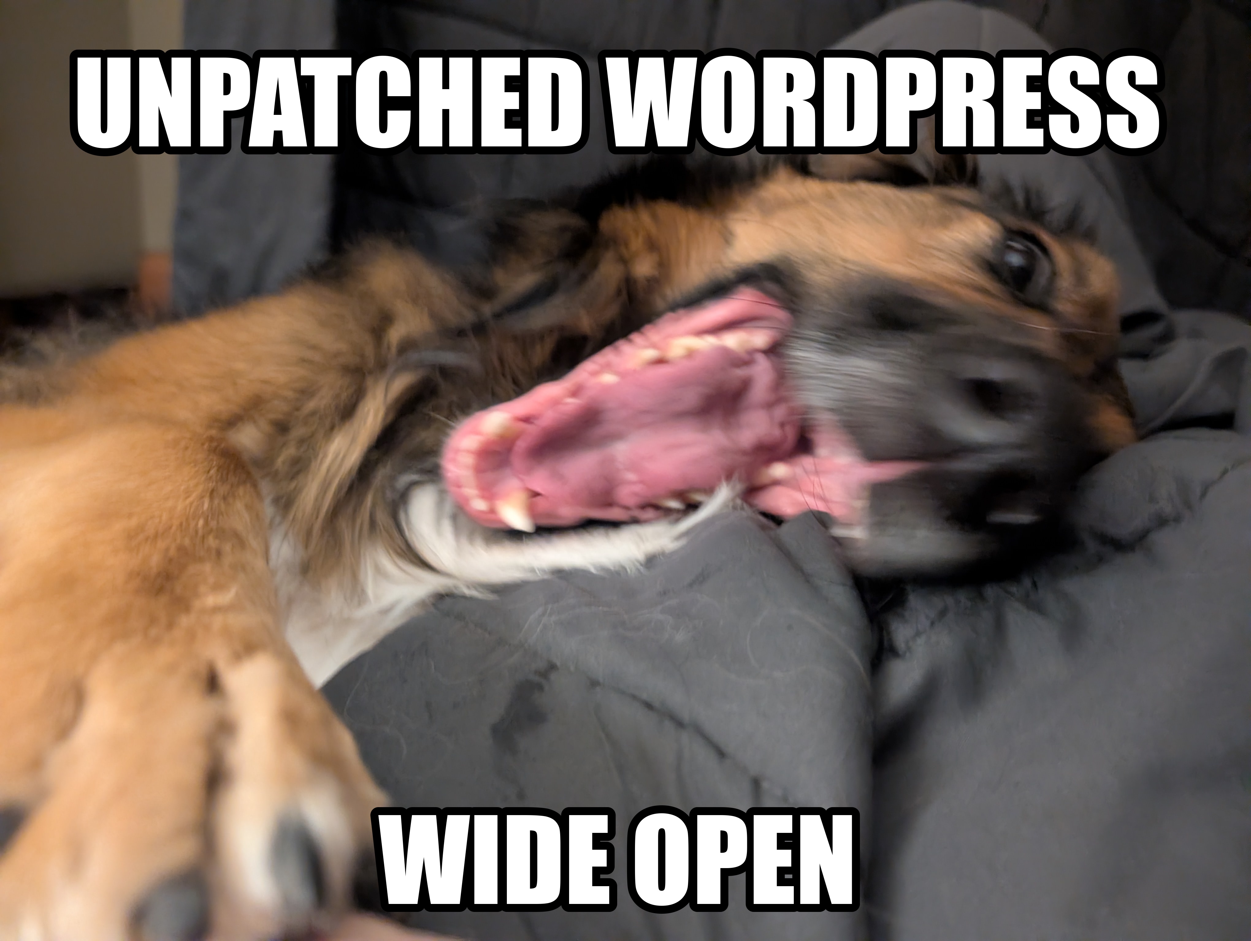 A dog with its mouth stretched wide open on a gray blanket, captioned UNPATCHED WORDPRESS above and WIDE OPEN below