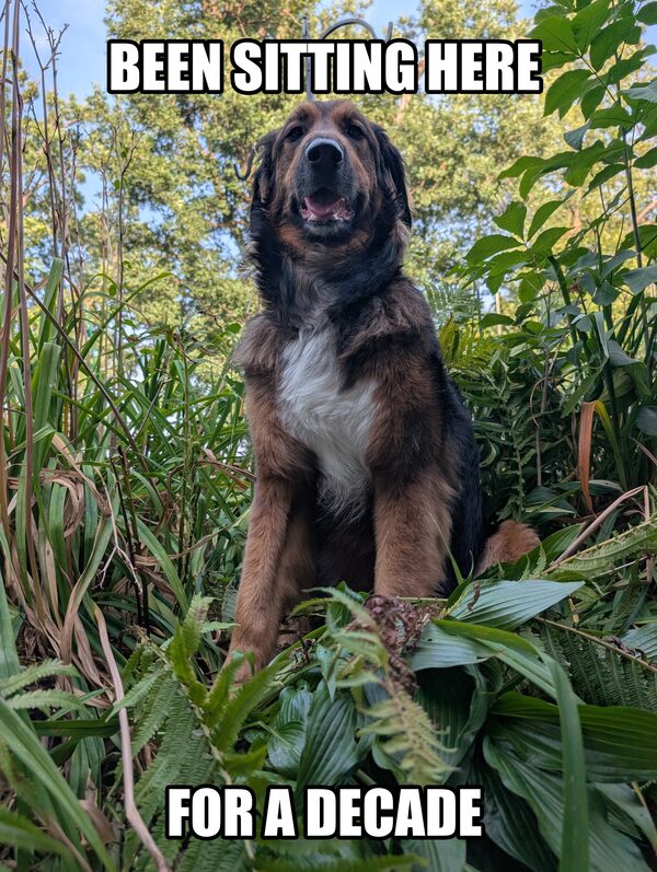 A large tricolor dog sitting upright among ferns and hostas in a garden, captioned BEEN SITTING HERE above and FOR A DECADE below